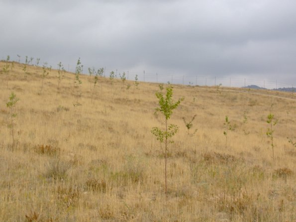 2006 09 01 - First Cherry Rootstocks - 2006_595
