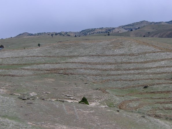 2008 04 01 - Digging, Laying and Convering Dripping Lines for Wild Almonds 3 - 2008_595