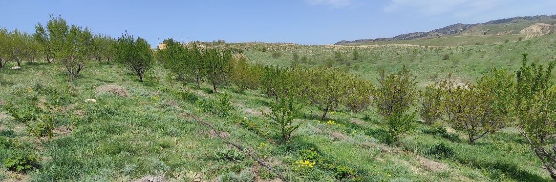 Контурная высадка