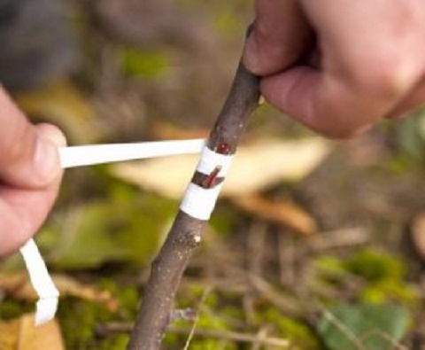 Прививание миндаля