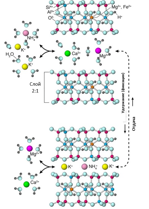 Основы - почвенные минералы и питание растений 4