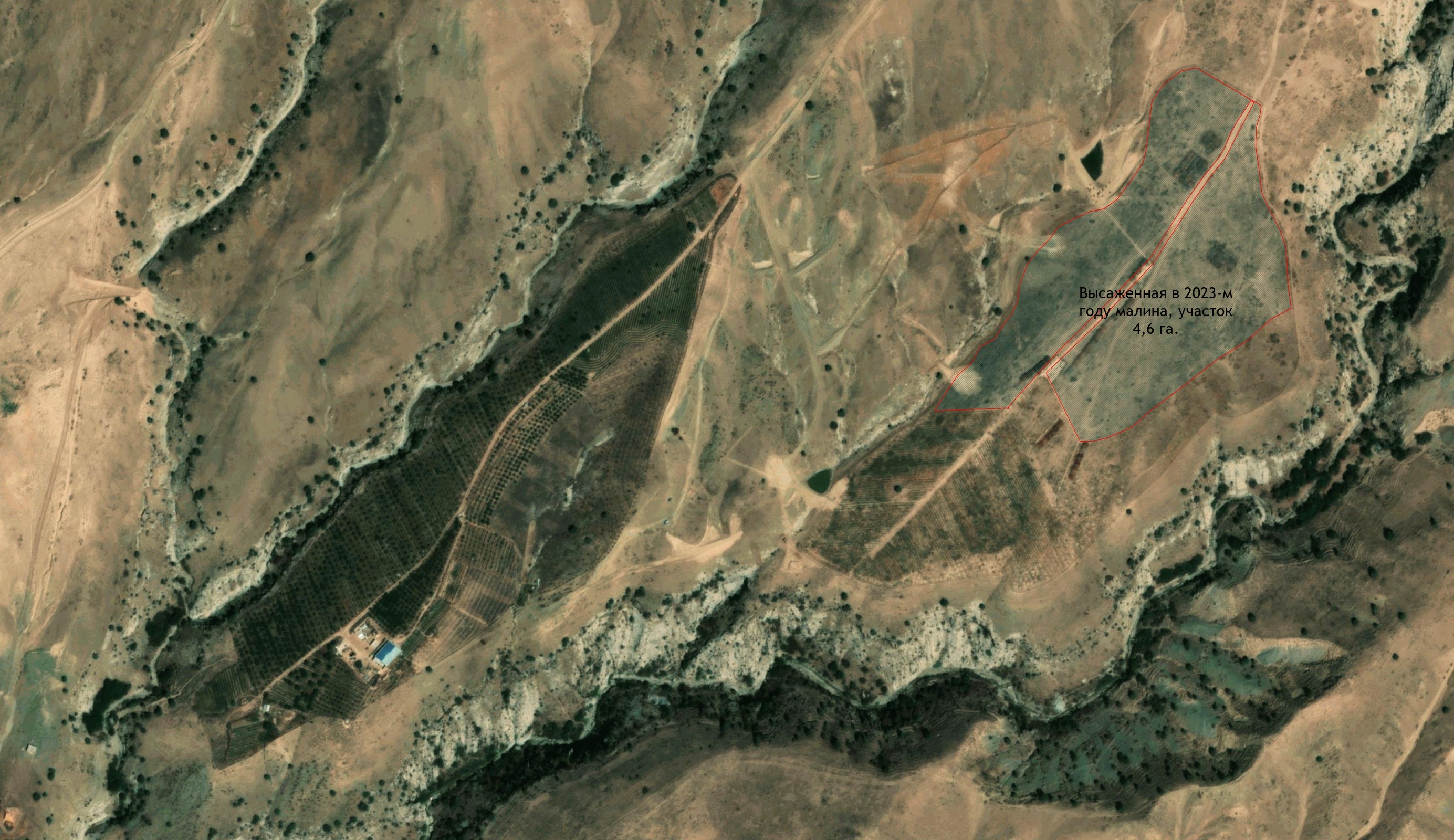 Высаженная-малина-в-2023-м-